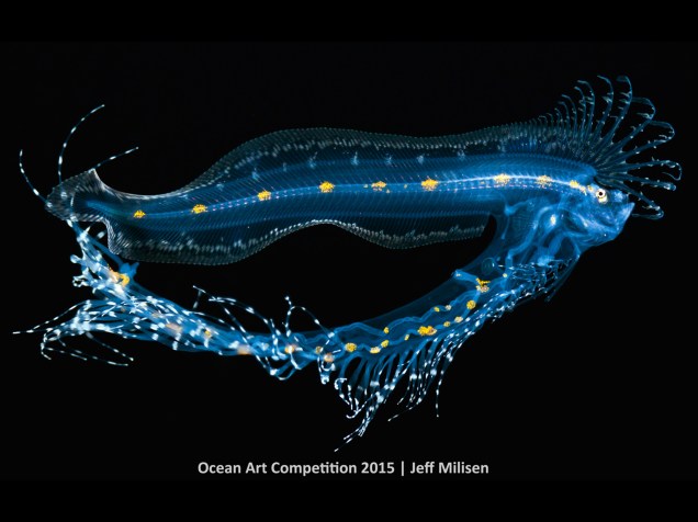 <p>A maior ganhadora da competição de fotografias oceânicas foi a de Jeff Milisen, que mostra uma espécie de peixe ósseo em Kailua-Kona, no Hawaii. A foto ganhou como "Best of Show" (melhor foto) e foi primeiro lugar da categoria Macro.</p>