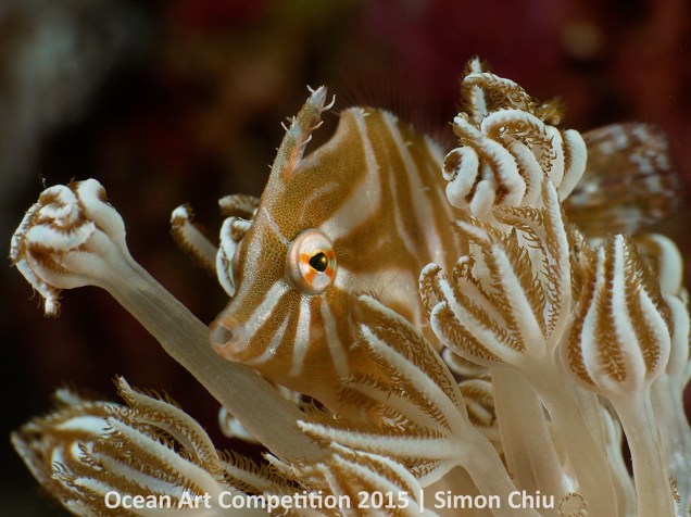 <p>A fotografia de Simon Chiu que mostra um peixinho do grupo Monacandithae camuflado em corais em Cebu, nas Filipinas, ganhou o primeiro lugar na Categoria Macro (com câmera sem espelho).</p>