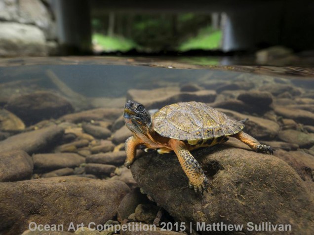 <p>Ganhadora da categoria Grande Angular (com câmera sem espelho), a fotografia tirada por Matthew Sullivan mostra uma espécie de tartaruga na Pensilvânia, nos Estados Unidos.</p>