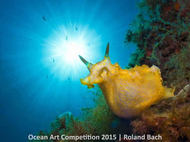 <p>A fotografia de Roland Bach recebeu primeiro lugar na categoria Nudibrânquios ao apresentar uma espécie de lesma-do-mar em Punta den Siulet, no Mediterrâneo, em uma pose inusitada.</p>