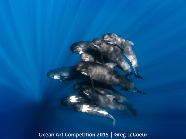 <p>A foto de baleias-piloto fotografadas em Nice, na França, por Greg LeCouer venceu na categoria Retrato.</p>