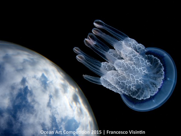 <p>A fotografia de Francesco Visintin mostra uma espécie de medusa em Forte dei Marmi, na Itália, e foi primeiro lugar da categoria Grande Angular.</p>