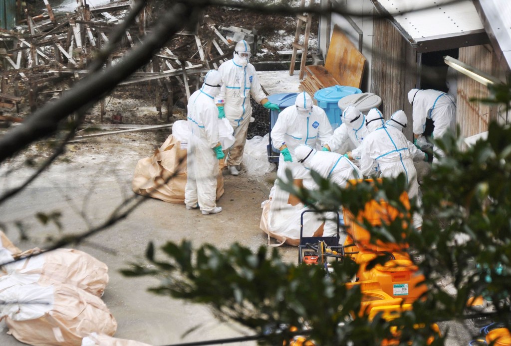 Oficiais de Miyazaki retiram frangos sacrificados em uma fazenda após três aves testarem positivos para a cepa H5 da gripe aviária