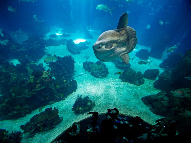 <p>O Oceanário de Lisboa é o segundo maior do mundo, com uma extensa coleção de espécies</p>