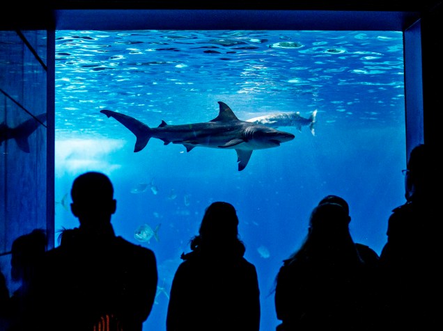 <p>Visitantes observam tubarão em áquario do Oceanário de Lisboa</p>