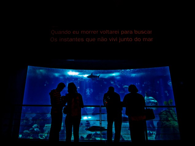 <p>O Oceanário de Lisboa é o segundo maior do mundo, com uma extensa coleção de espécies</p>