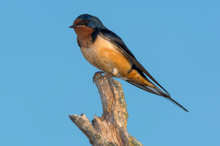 Pesquisadores estudaram 15 espécies de aves na Holanda