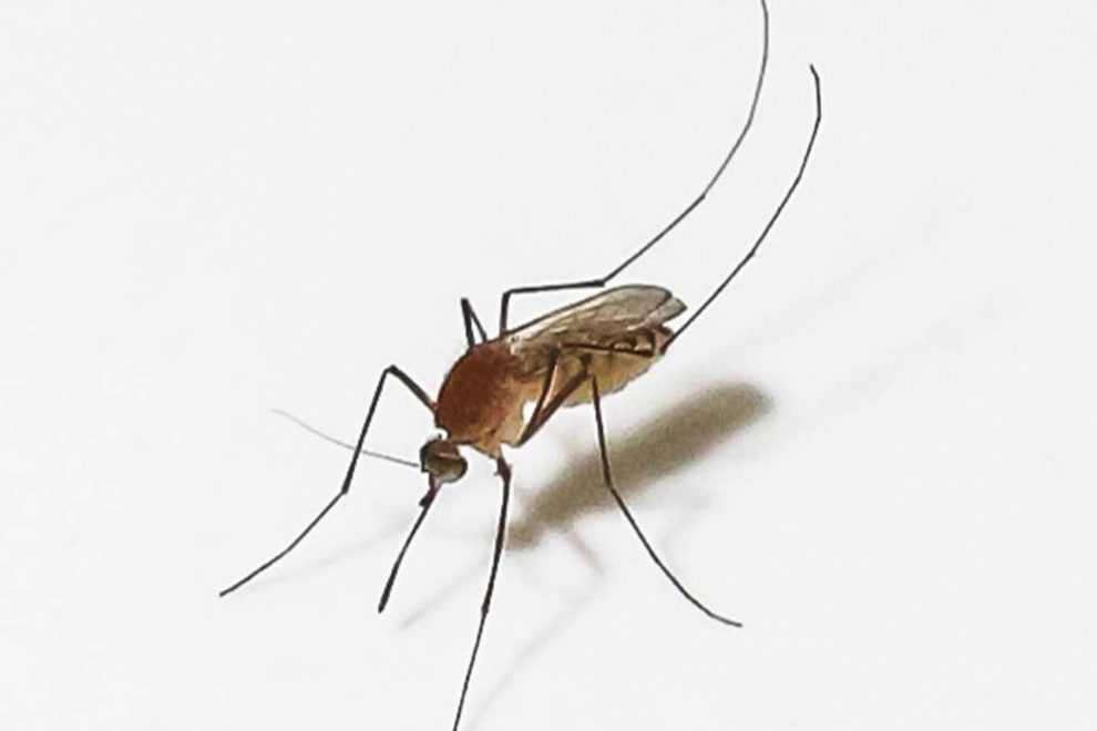 Embora ainda precise de confirmação, a descoberta indica que o mosquito Culex (pernilongo comum) pode ser um novo vetor de transmissão do vírus zika, além do Aedes aegypti