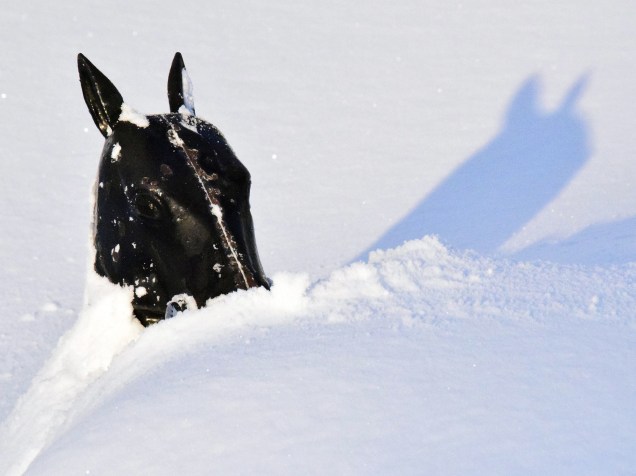 Uma estátua em forma de cavalo, que mede quase 1,2 metro, amanheceu soterrada pela neve na região de Buffalo, em Nova York