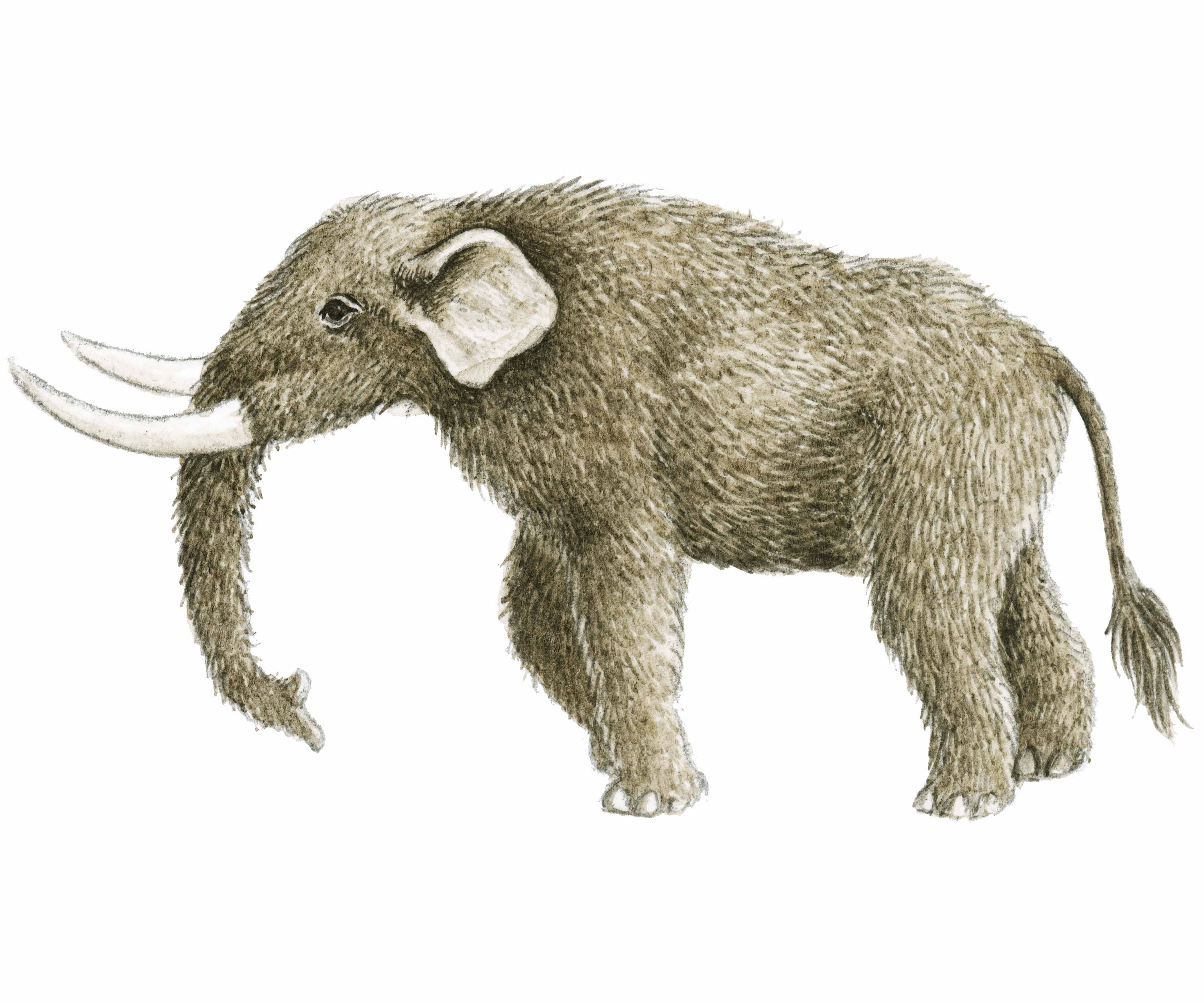 mastodonte with four tusks