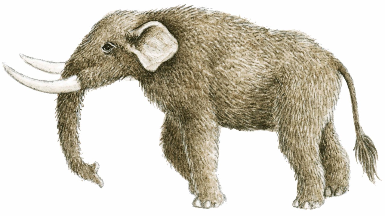 Mastodontes pertencem à família dos mamutes, mas são um pouco menores e foram extintos há 11 500 anos
