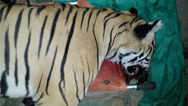 Tigre assassino é carregado em uma maca, na Índia