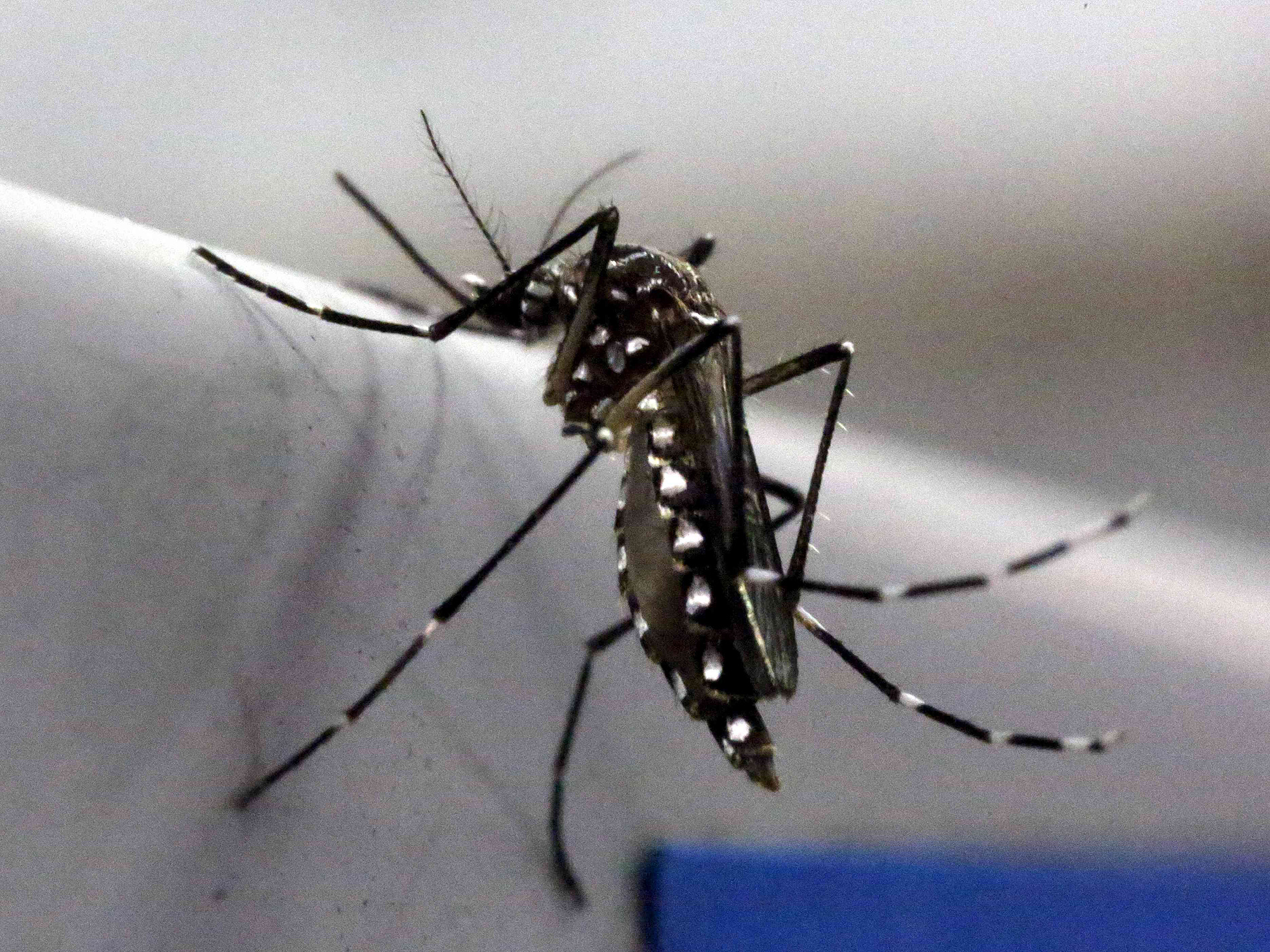 Para a OMS, a possibilidade de uma transmissão local e prováveis transmissões por via sexual poderão causar um aumento significativo no número de casos e de complicações médicas ligadas ao zika na Europa