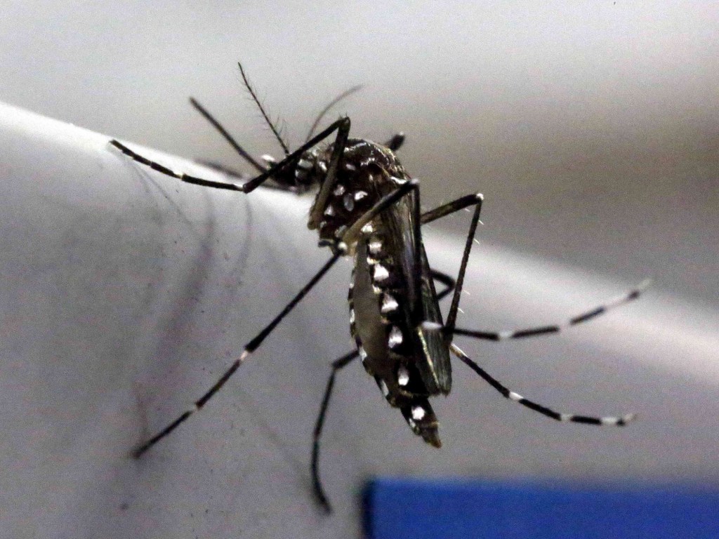 Mosquito Aedes aegypti no laboratório Oxitec em Campinas (SP)