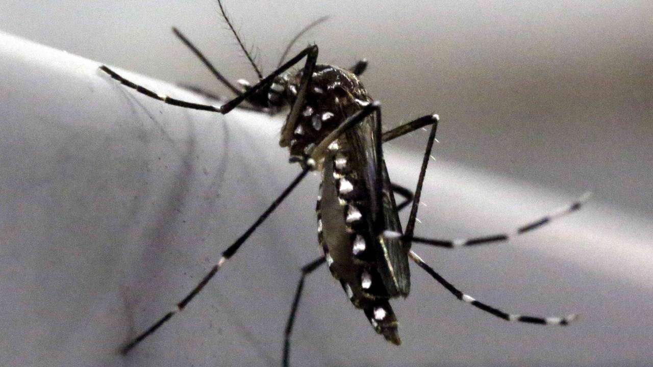 Mosquito Aedes aegypti no laboratório Oxitec em Campinas (SP)