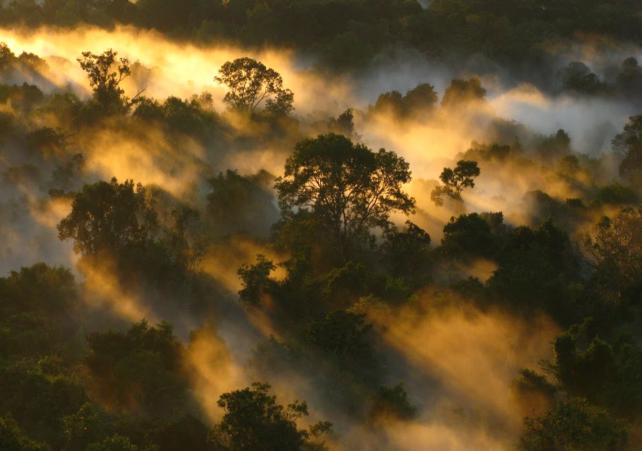 Amazônia: a mortalidade das árvores cresceu em mais de um terço desde meados da década de 1980
