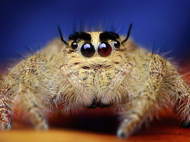 <p>O fotógrafo indonésio Roni Hendrawan registrou detalhes surpreendentes de aranhas</p>