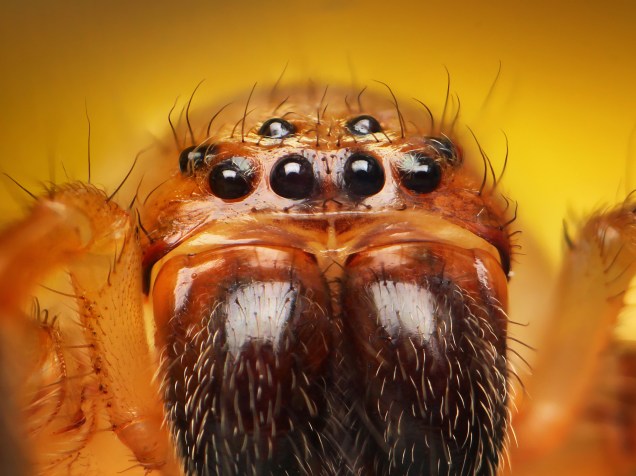 <p>"Nas manhãs, as aranhas não são tão agressivas. No entanto, quando estão se mexendo, fica bem complicado. Às vezes, elas ficam mais cansadas depois de pularem. Assim, fica mais fácil fotografá-las", conta o fotógrafo</p>