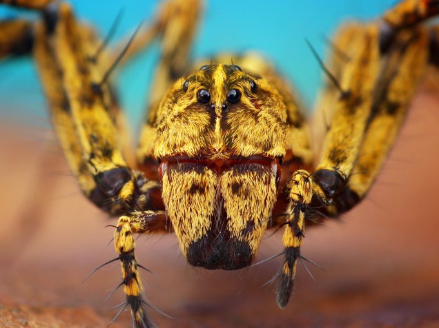 <p>Algumas espécies de aranhas saltadoras são muito parecidas com formigas e se camuflam dessa forma. As grandes quelíceras são pinças usadas para cortar a comida</p>
