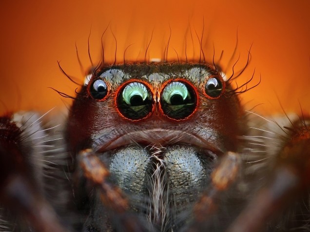 <p>Frequentemente, as aranhas-caçadoras ficam tão grandes quanto as tarântulas</p>