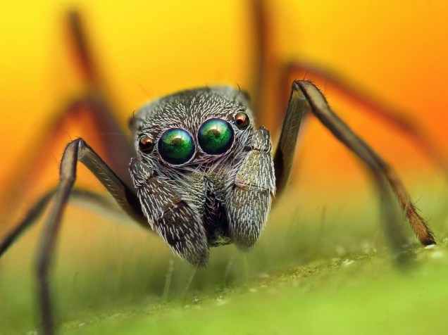 <p>Aranhas saltadoras vão à caça, em vez de capturar a presa na teia. Elas têm excelente visão</p>