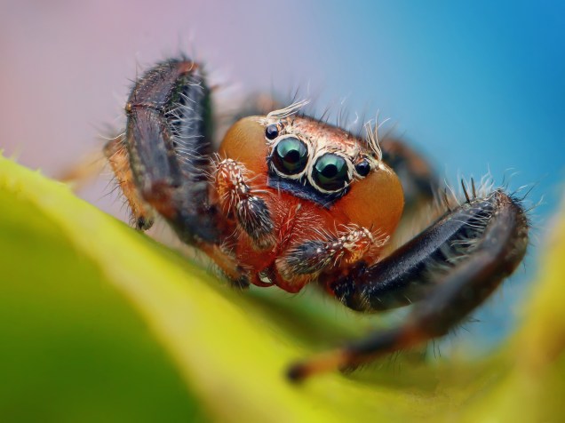 <p>Aranhas representam a maior parte dos aracnídeos. São mais de 50 mil espécies</p>