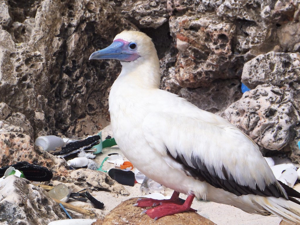 Aves marinhas confundem os restos plásticos com comida e, no organismo, o material compromete os intestinos, causando perda de peso e, eventualmente, a morte.