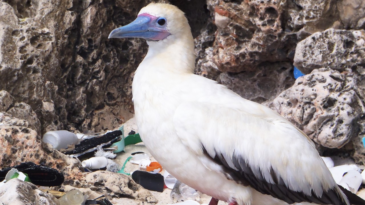 Aves marinhas confundem os restos plásticos com comida e, no organismo, o material compromete os intestinos, causando perda de peso e, eventualmente, a morte.