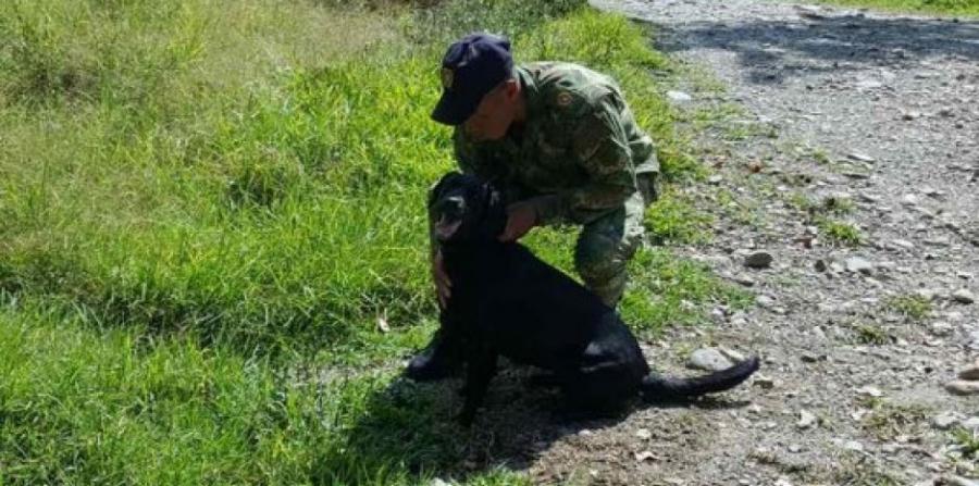 O labrador Azabache é acariciado por um soldado colombiano