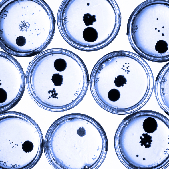 Estudos recentes mostram que nosso corpo possui cerca de 500 bactérias desconhecidas