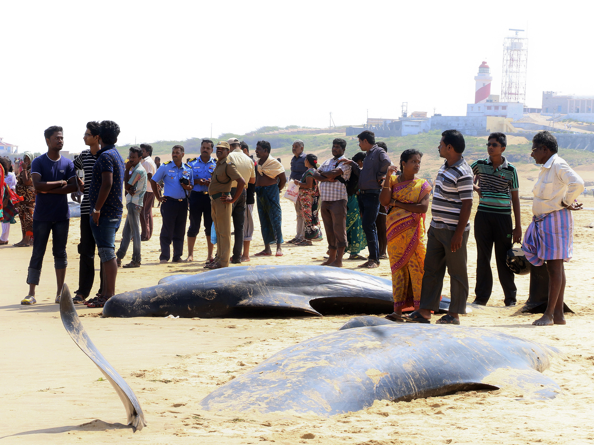 Baleias encalham ao longo dos 16 quilômetros da costa perto de Tiruchendur, no Estado de Tamil Nadu, na Índia