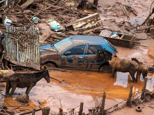Bombeiros trabalham no resgate de animais presos em meio a lama após o rompimento de barragens de rejeitos da mineradora Samarco no Distrito de Bento Rodrigues, no interior de Minas Gerais