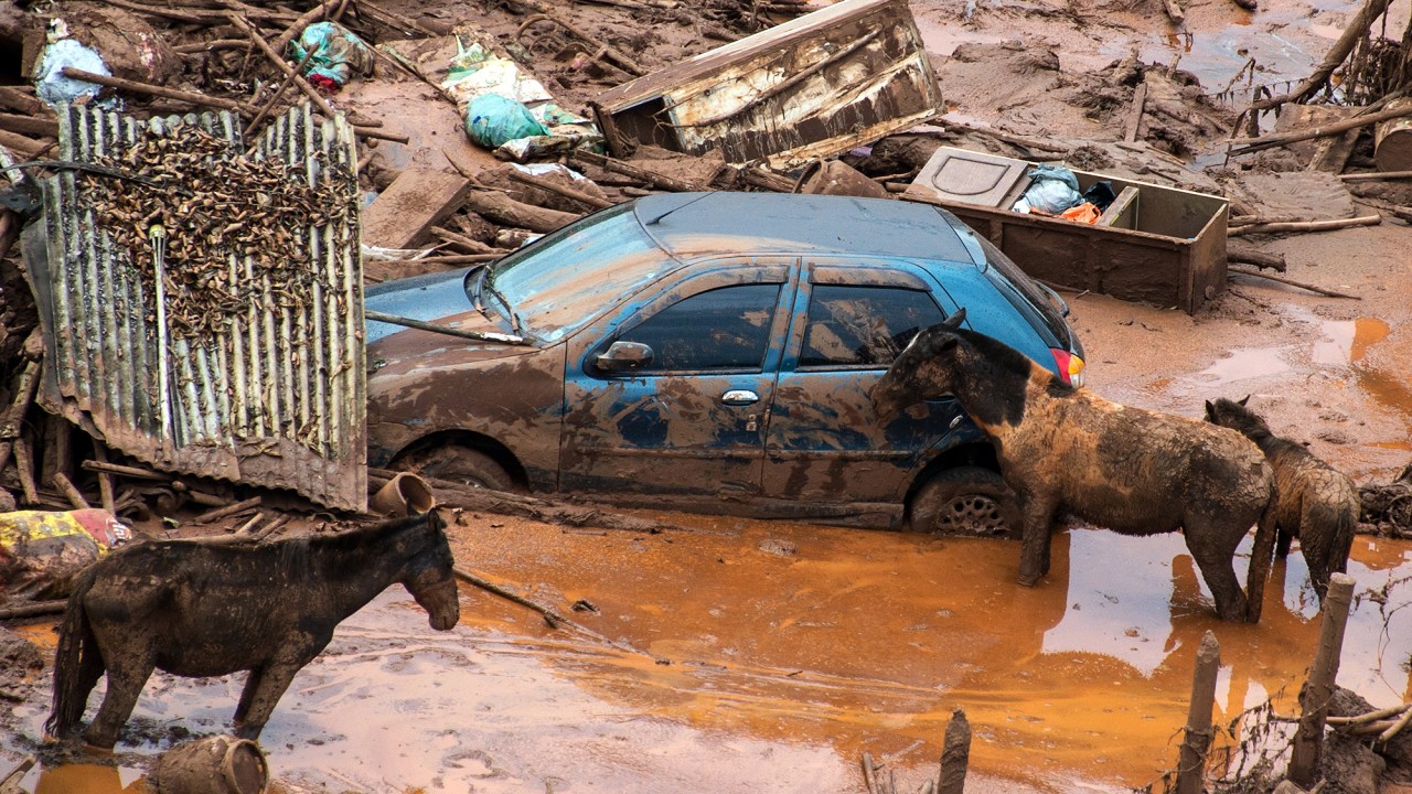 Bombeiros trabalham no resgate de animais presos em meio a lama após o rompimento de barragens de rejeitos da mineradora Samarco no Distrito de Bento Rodrigues, no interior de Minas Gerais