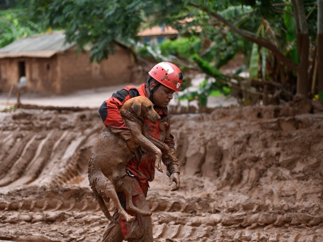 Bombeiros resgatam animais em Paracatu de Baixo, após uma avalanche de lama e lodo de mineração provocada pelo rompimento da barragem da empresa Samarco, em Minas Gerais - 09/11/2015