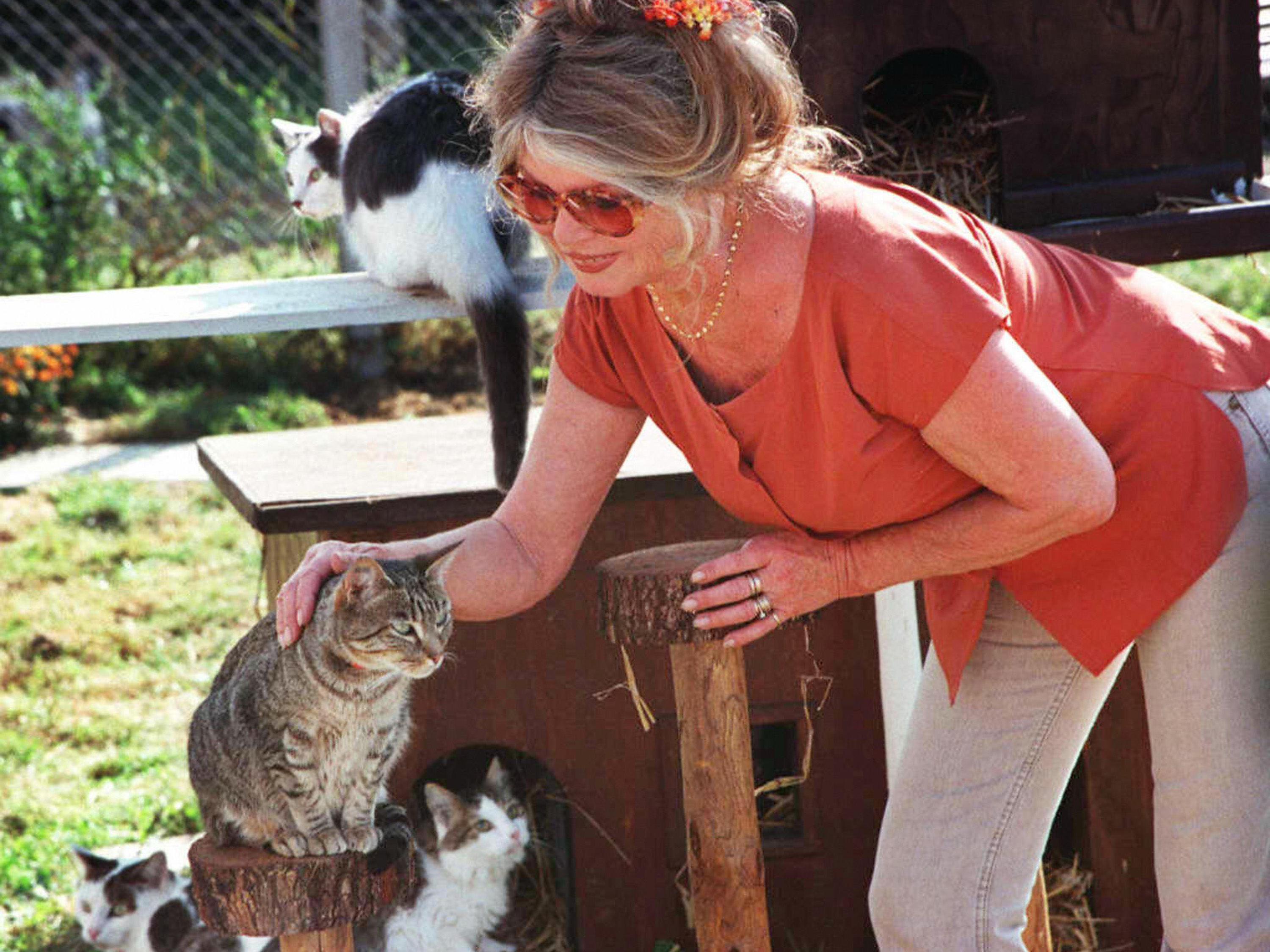 A atriz Brigitte Bardot, conhecida por proteger os animais, escreveu em julho uma carta ao governo australiano criticando o plano do país de assassinar os gatos