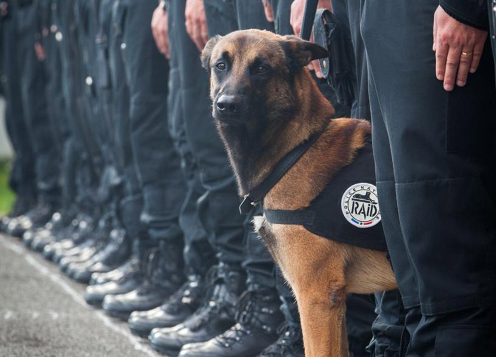 Imagem de cão policial foi publicada pela Polícia Nacional da França, que lamentou a morte de Diesel, cachorro de 7 anos que foi morto por terroristas