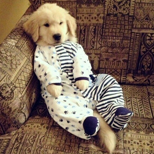 Cachorrinhos usando pijamas são tema da conta @PupsInPajamas, criada há um mês