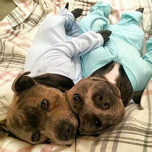 O mais novo perfil do Instagram compila fotos de cachorros de pijamas achadas em perfis por todo o mundo