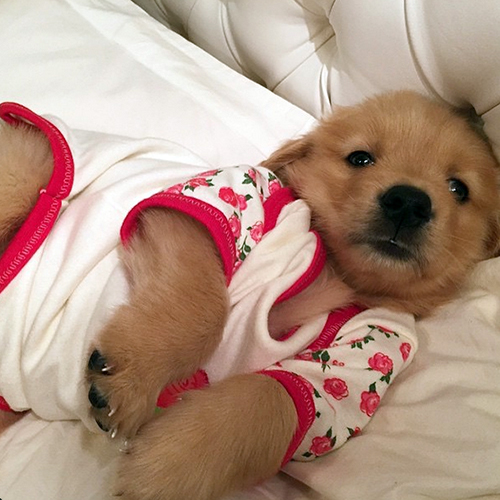Cachorros de pijamas é o tema da conta do Instagram @PupsInPajamas