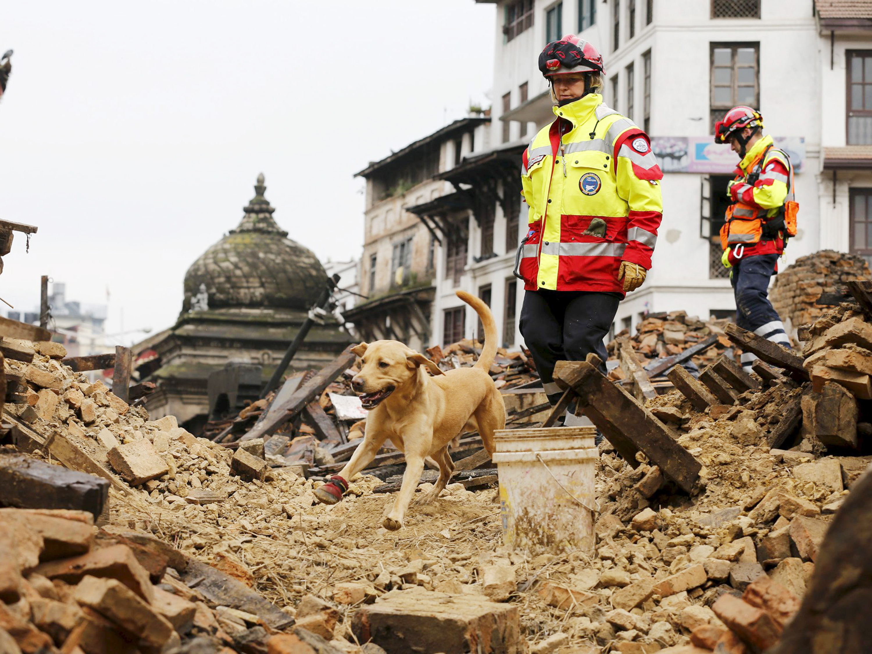 Cão do grupo de busca e resgate internacional da Alemanha vasculha pertences após o terremoto que atingiu o Nepal no sábado (25)
