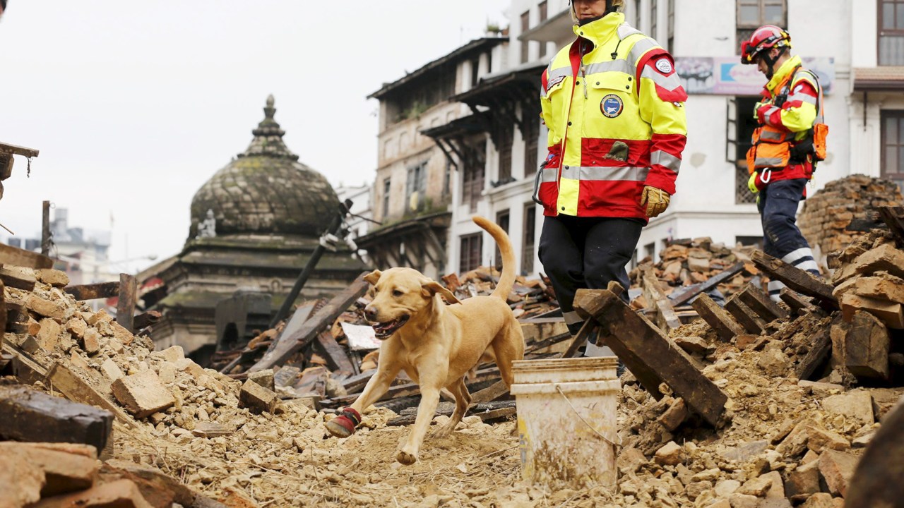 Cão do grupo de busca e resgate internacional da Alemanha vasculha pertences após o terremoto que atingiu o Nepal no sábado (25)