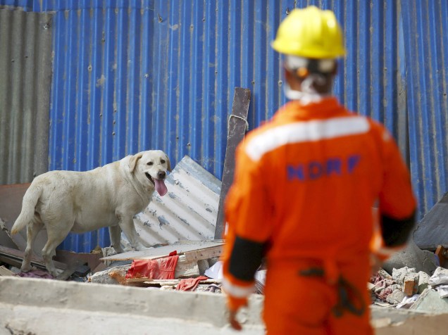 Cão em busca de vítimas presas sob um prédio que desmoronou após terremoto em Kathmandu