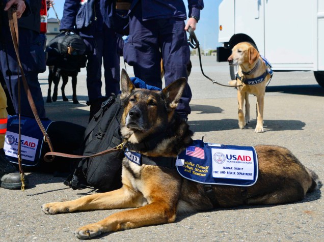 O cão aguarda embarque das equipes de resgate da Força Aérea dos Estados Unidos no domingo (26) para o Nepal