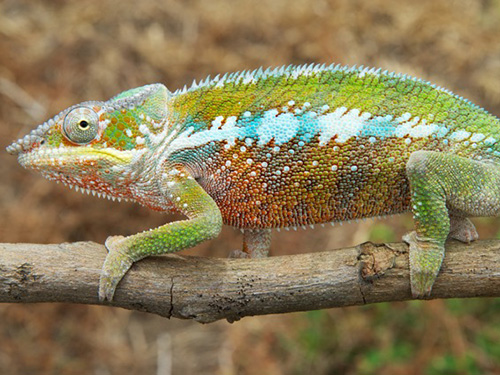 <p>Os cientistas usaram DNA, componentes anatômicos e a diversidade das cores para distinguir as espécies</p> <p>Os cientistas usaram DNA, componentes anatômicos e a diversidade das cores para distinguir as espécies</p>