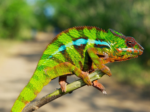 <p>Antes do estudo, cientistas de todo mundo achavam que os animais eram todos de uma mesma espécie: a Furcifer pardalis</p> <p>Antes do estudo, cientistas de todo mundo achavam que os animais eram todos de uma mesma espécie: a Furcifer pardalis</p>