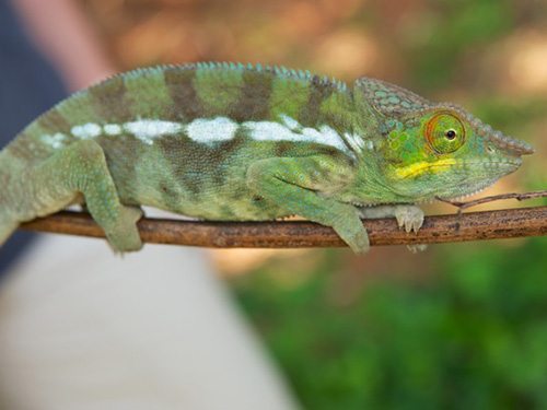 <p>O estudo mostrou que, além de não serem de uma mesma espécie, as cores dos animais também estão relacionadas ao ambiente em que vivem</p> <p>O estudo mostrou que, além de não serem de uma mesma espécie, as cores dos animais também estão relacionadas ao ambiente em que vivem</p>
