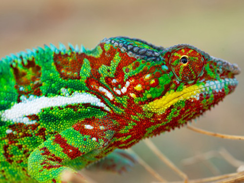 <p>Os camaleões usam as cores como proteção contra predadores, mas a diversidade de cores que existe em Madagascar surpreendia os cientistas</p>