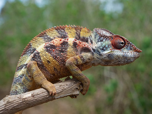 <p>A ilha de Madagascar, no continente africano, é uma das maiores em biodiversidade</p> <p>A ilha de Madagascar, no continente africano, é uma das maiores em biodiversidade</p>