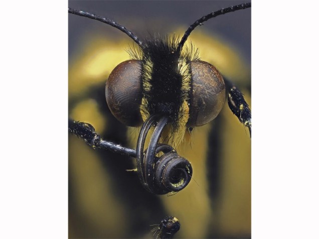<p>A cabeça de uma borboleta cauda-de-andorinha foi fotografada por Daniel Saftner, da Macroscopic Solutions, nos Estados Unidos. As borboletas utilizam os olhos para identificar movimentos rápidos e duas antenas para realizar outras funções sensoriais como detectar odores</p>