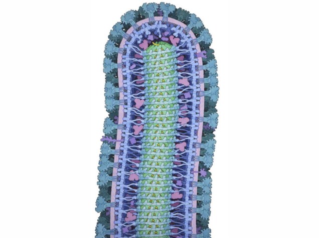 <p>A ilustração de uma molécula de proteína do vírus Ebola foi feita por David Goodsell, da RCSB Protein Data Bank, nos Estados Unidos. O vírus tem aproximadamente 0.0001 milímetros de comprimento, 200 vezes menor que muitas das células das quais o Ebola infecta</p>